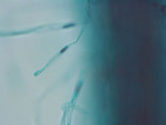 MISSING THUMBNAIL